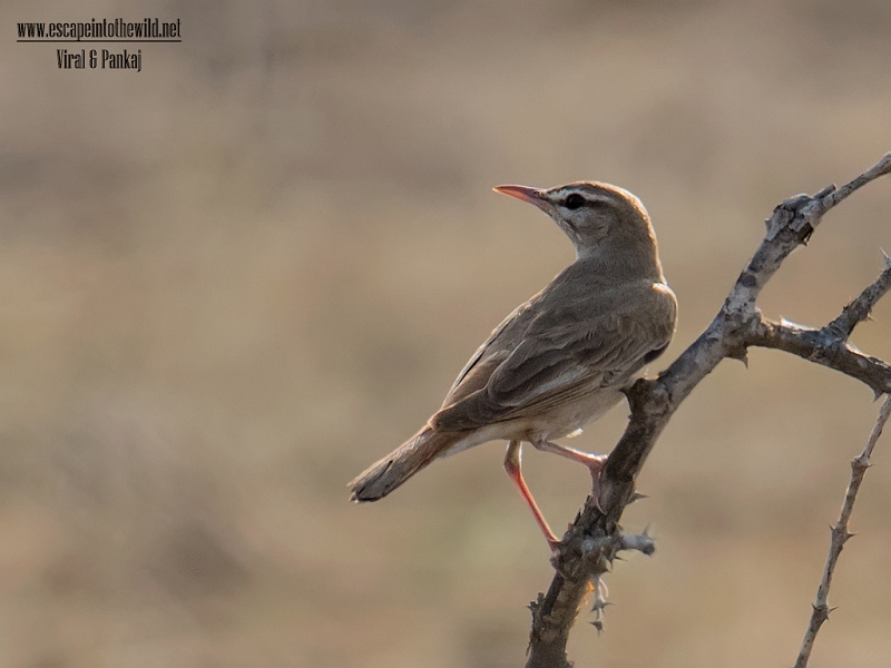 Rufous-tailed Scrub Robin